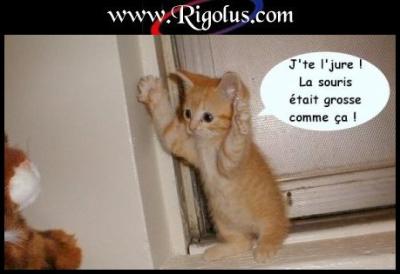 histoire de souris